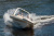 Лодка РИБ Skylark BR750